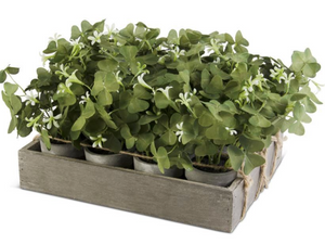 Mini Clover Pot
